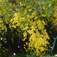 Cassia fistula L.